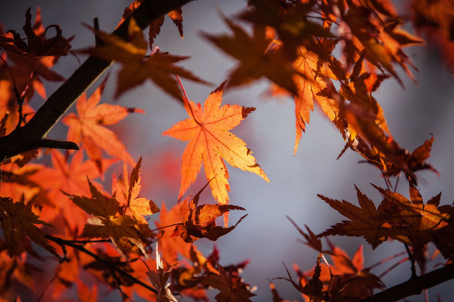Красивые Фото В Осеннем Лесу Идеи
