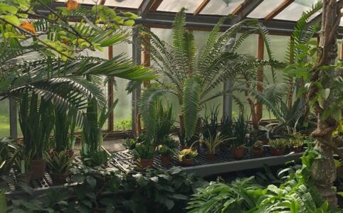 Тропическая оранжерея в Ботаническом саду в Санкт-Петербурге